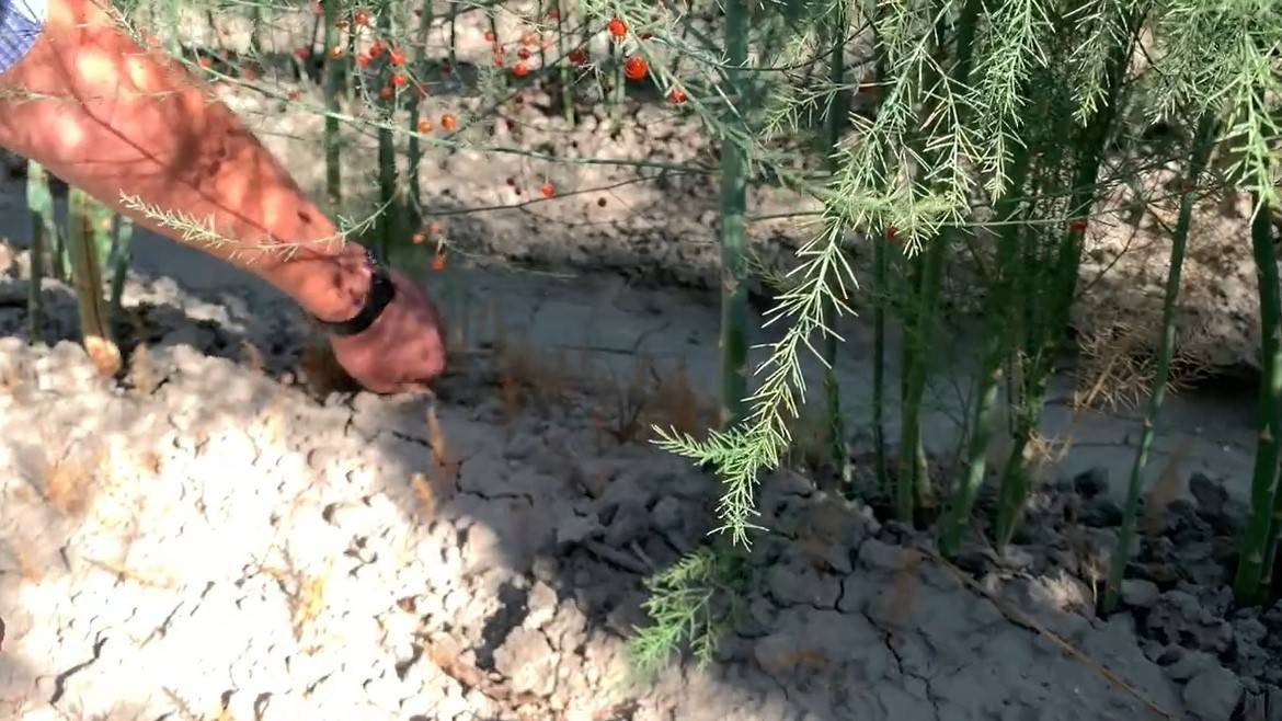 koppert nematodo casea